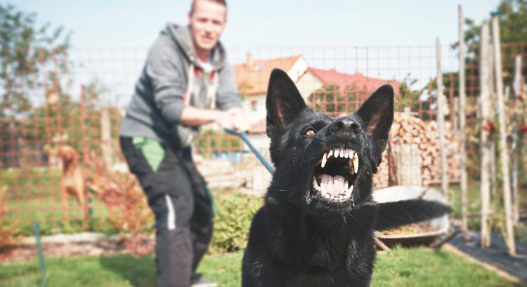 Learn How To Control A Dogs Barking And Make It Calm And Composed