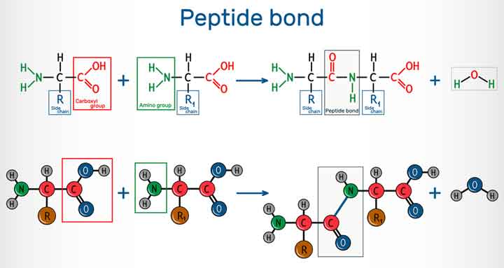 The Early Chemistry of Peptides, Purines, and Sugars