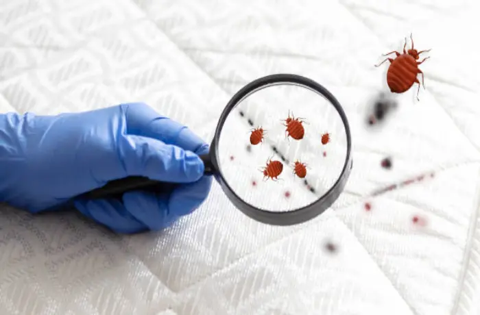 4 Signs You Need a Bedbug Intervention in Paris